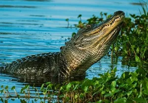 Private Everglades Tour: Explore the Beauty of the Everglades