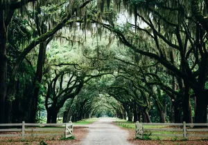 Half-Day Hollywood In The South Film Locations in Savannah
