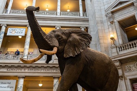 Smithsonian Highlights Walking Tour w/ Reserved Air & Space Entry