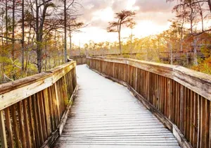 Everglades Immersion Tour: The Ultimate Everglades Adventure