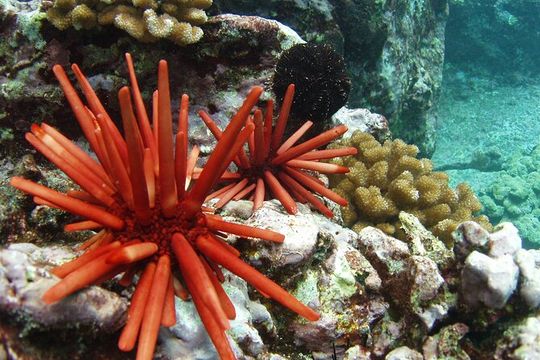 5-Hour Kona Private Boat Charter