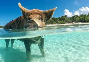 3 Islands Tour, Swim with Pigs, Turtles, Snorkelling & lunch