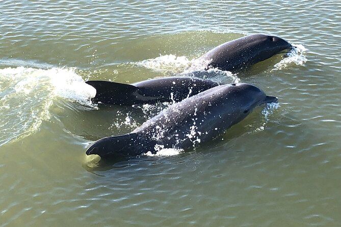 Private Morning Sail/ Dolphin Tour on 50ft Fate, BYOB or Catering