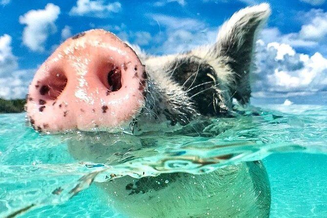 3 Islands Tour, Swim with Pigs, Turtles, Snorkelling & lunch