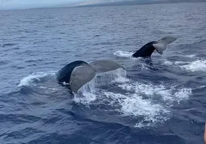Whale Watching on Big island