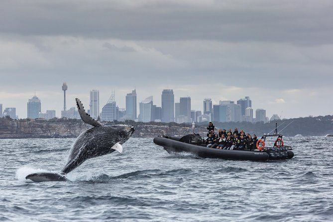 Sydney Whale-Watching on EXTREME Speed Boat