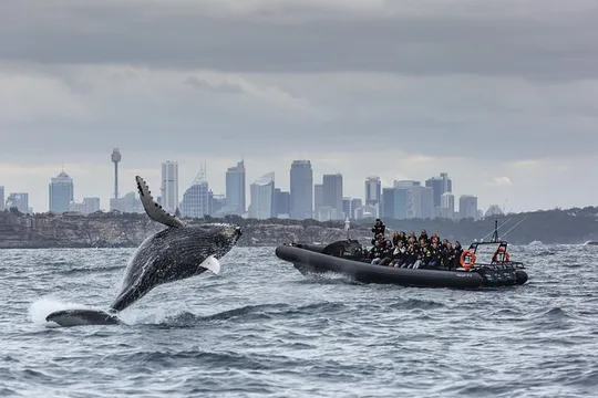 Sydney Whale-Watching on EXTREME Speed Boat