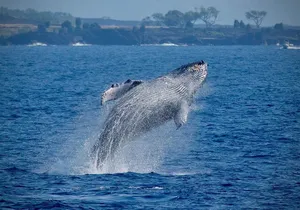 2.5-Hour Whale Watching On A 41' Super-Raft