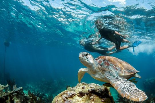 Turtle Encounter Private Tour – Swim with Sea Turtles & Cenote