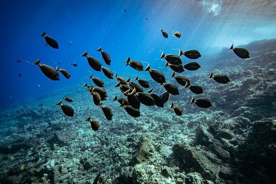 Molokini Crater Snorkel & Whale Watch Adventure (Dec 15-Mar 30)