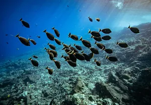 Molokini Crater Snorkel & Whale Watch Adventure (Dec 15-Mar 30)