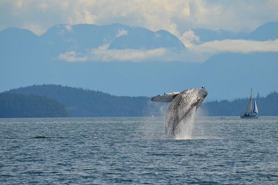 Zodiac Boat Whale and Wildlife 4-Hour Tour from Campbell River