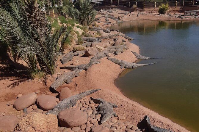 Visite the Crocodiles Park and goats on Argan trees
