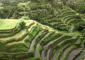 Bali Tour : Best Attractions in Ubud with Rice Terrace