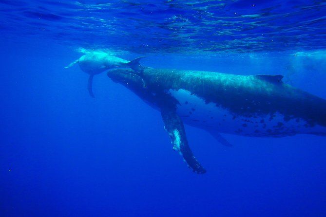 Half day whale tour 4h00