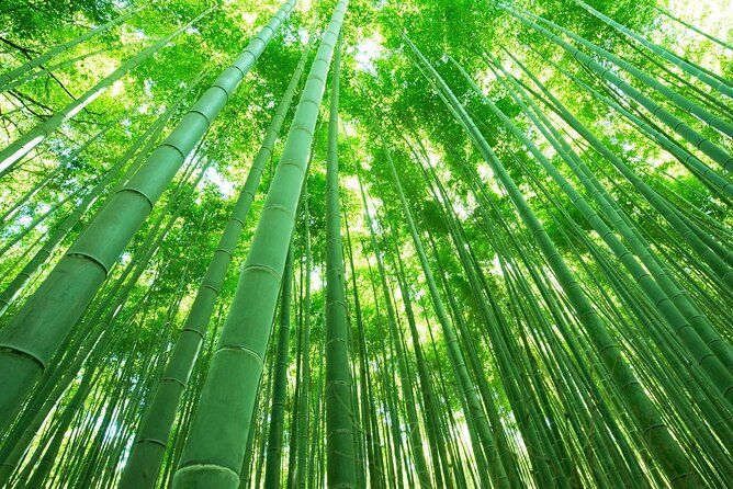 Kyoto Arashiyama Walking Tour: Sagano Bamboo Grove & Tenryu-ji