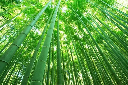 Kyoto Arashiyama Walking Tour: Sagano Bamboo Grove & Tenryu-ji