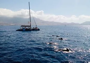 Whale Watching Catamaran in Costa Adeje (Including drinks & Sandwich)