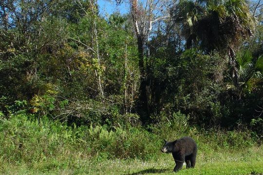 Dark Sky's in the Florida Everglades