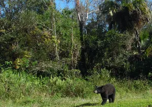 Dark Sky's in the Florida Everglades
