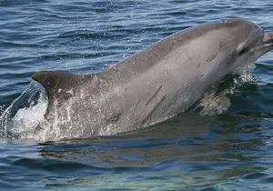 Punta Gorda/Boca Grande Beach Day Private 5hr Charter