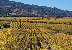 Private Guided Wine Tour of Napa Valley