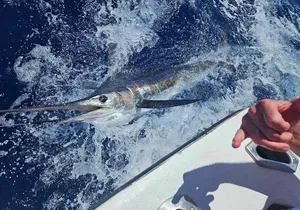 6 Hour Private Fishing Charter Kona, Hawaii