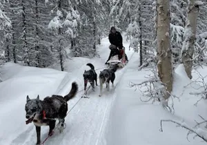 Dogsled Rides