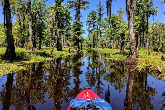 Manchac Swamp Extended 4-Hour Kayak Tour with Pickup