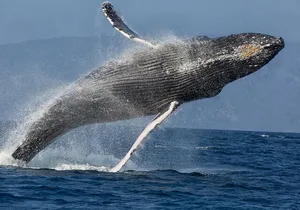 Afternoon Sail With the Whales from Lahaina Harbor
