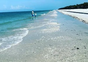 Half Day Keewaydin Shelling and Beach Adventure (Private)