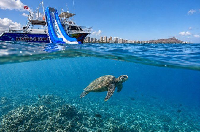 Waikiki, Hawaii: Deluxe Snorkel and Wildlife Cruise