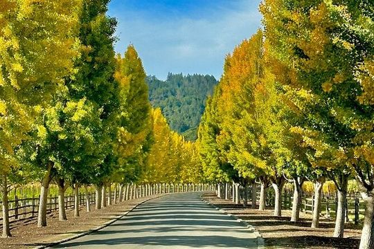 Wine Tour Transportation Services in Napa Valley