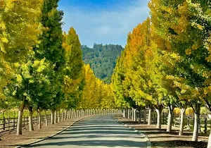 Wine Tour Transportation Services in Napa Valley