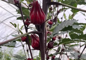 Edible Hibiscus Guided Farm Tour (Big Island)