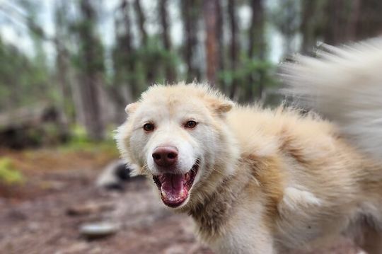 Alaskan Sled Dog Excursion in Fairbanks