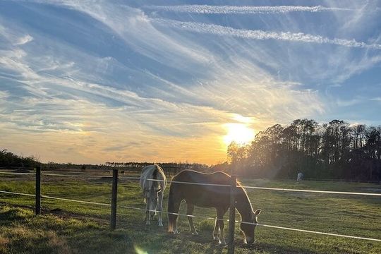 Horseback Ride on Scenic Lake Louisa Trails