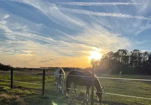 Horseback Ride on Scenic Lake Louisa Trails