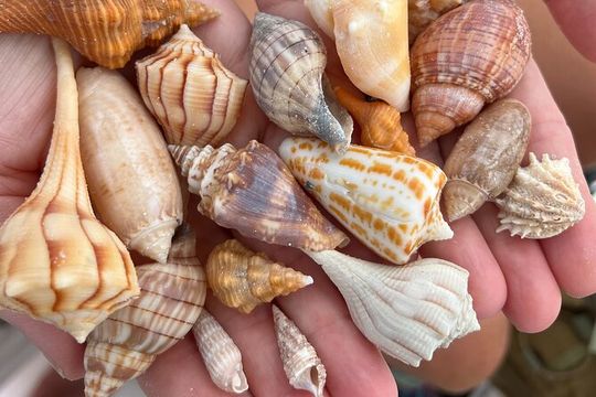 Private 4 HR Eco Tour, Shelling and Fishing, Marco Island FL