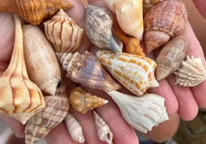 Private 4 HR Eco Tour, Shelling and Fishing, Marco Island FL