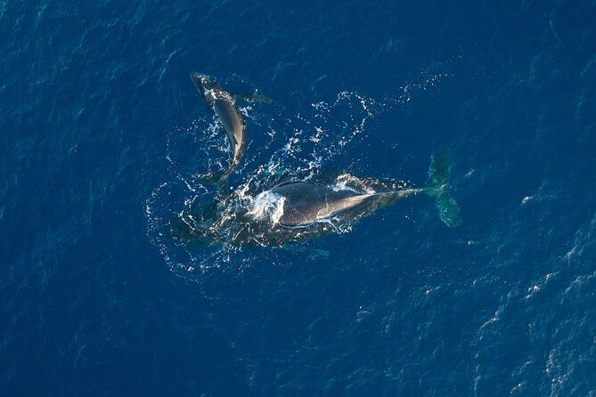 Midmorning Whale Watch from Lahaina Harbor