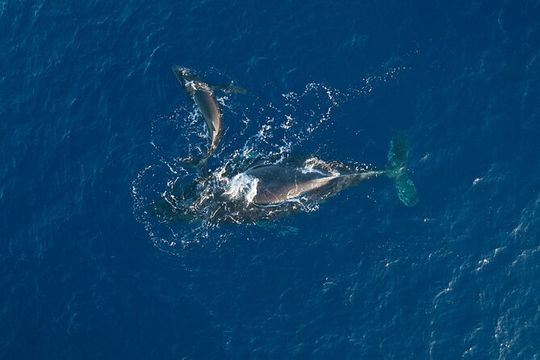 Midmorning Whale Watch from Lahaina Harbor