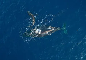 Midmorning Whale Watch from Lahaina Harbor