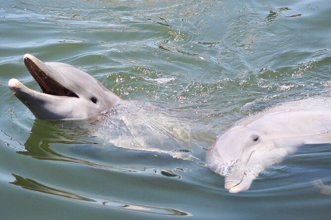 Sunset, Dolphin/Birding On A Private Guided Savannah Cruise