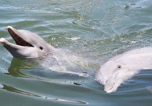 Sunset, Dolphin/Birding On A Private Guided Savannah Cruise