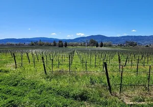 Private Champagne and Wine Tour to Sonoma and Napa