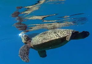 Kauai Private Group Snorkel Tour with Sea Turtles