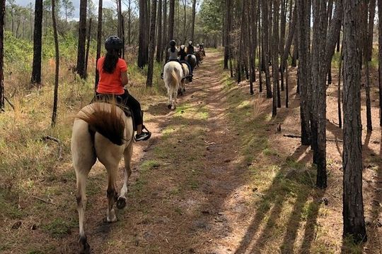 Horseback Ride on Scenic Lake Louisa Trails