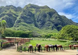Oahu's Fun and Foodie Tour Groups of 5 or more Only!