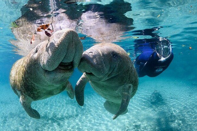 Manatee Swim Tour